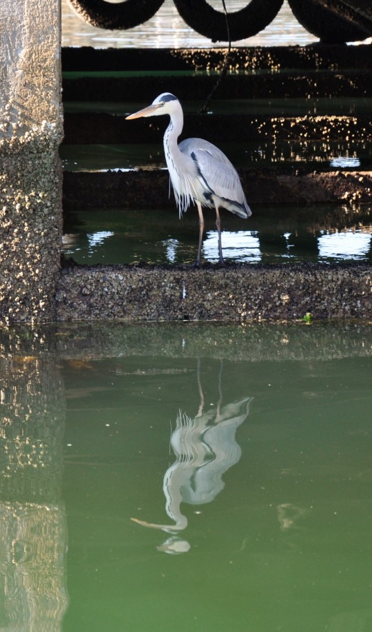 Heron fishing at the jetty