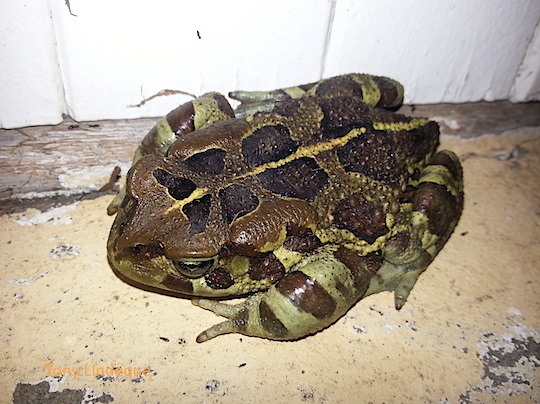 Western leopard toad