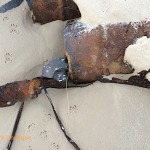 Metal sheets in the sand next to the Silvermine River