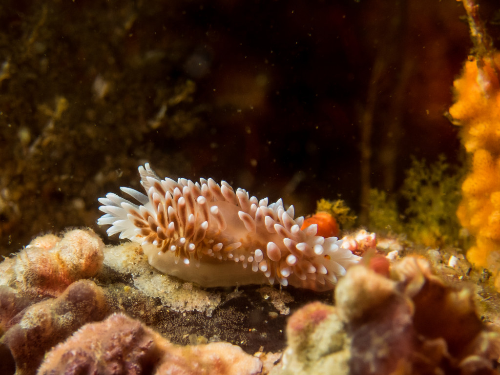 Silvertip nudibranch at Roman Rock, by Jerrel van Beek