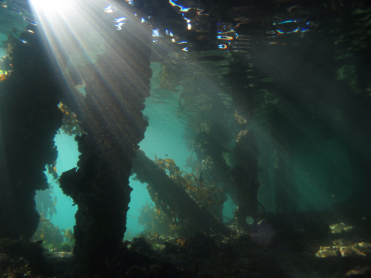 Under the jetty