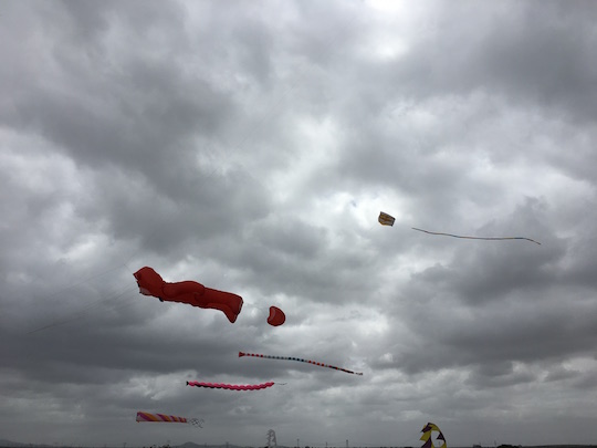 Kites at Koeberg Nature Reserve