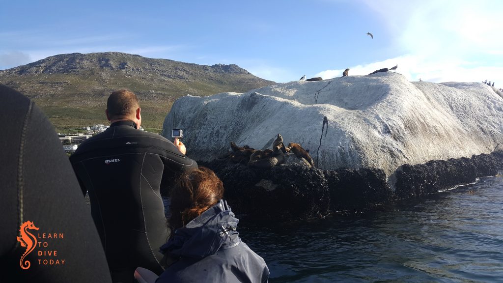 Visiting some baby seals at Ark Rock