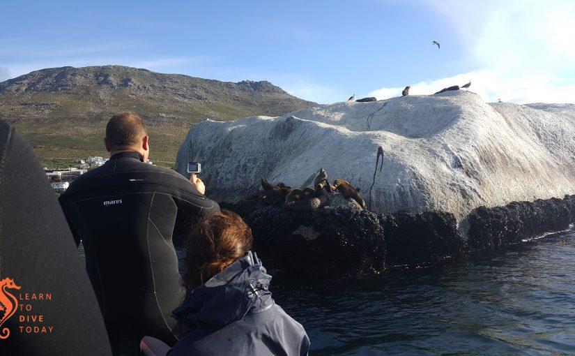 Visiting some baby seals at Ark Rock